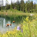 Magazin EUropainfo: Wiederherstellung der Natur - Die Umsetzung des Nature Restoration Law