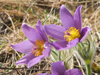 Kuechenschelle Pulsatilla 2 c Gabriele Moser
