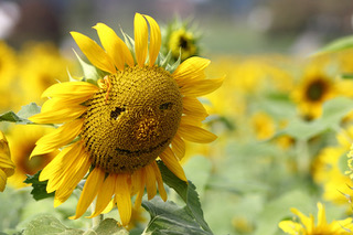 Sonnenblume 540970 original R by Gunter Havlena pixelio.de kl